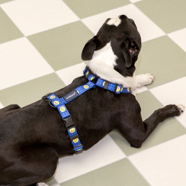 Smile Harness - Blue