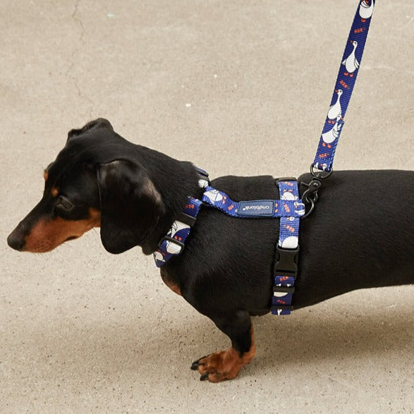 Flying Duck Harness - Blue