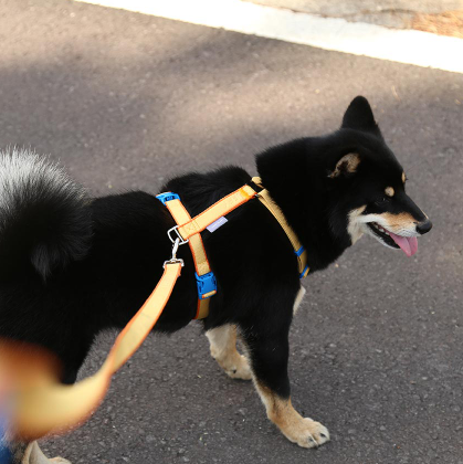 My Fluffy Fit Leash - 4 Colors