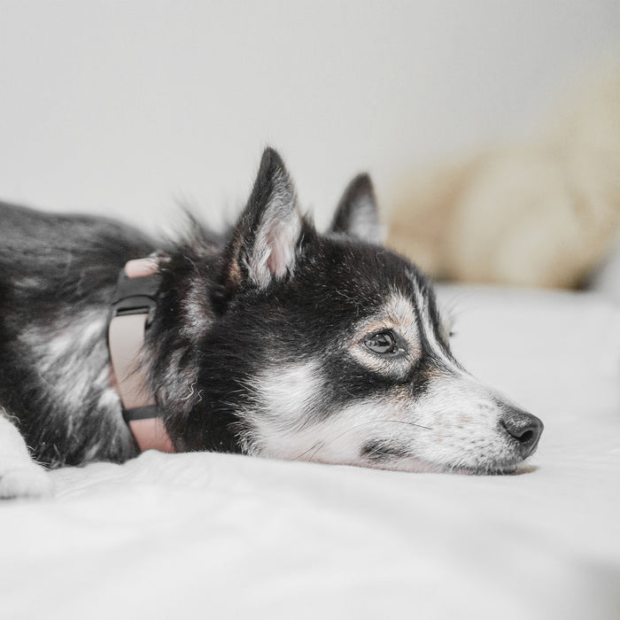 AVA Collar Quick-Release Collar - Dunes