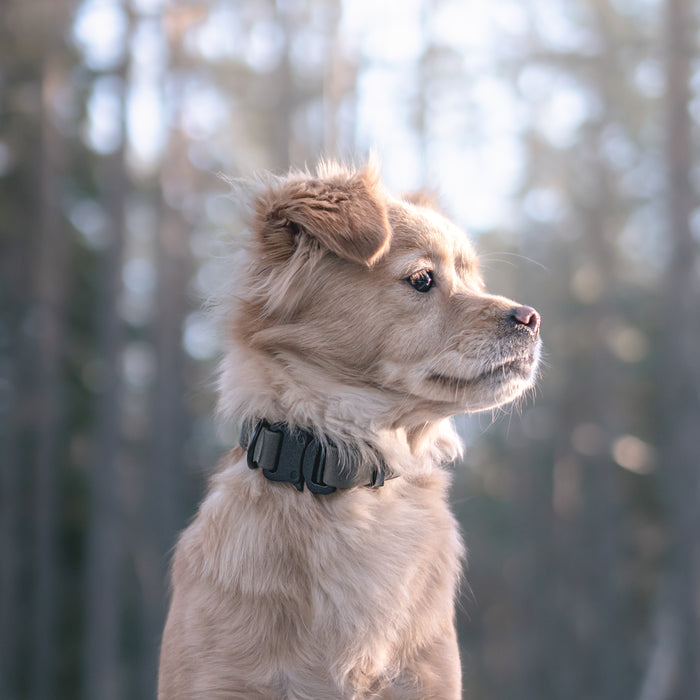 AVA Collar Quick-Release Collar - Ink Green
