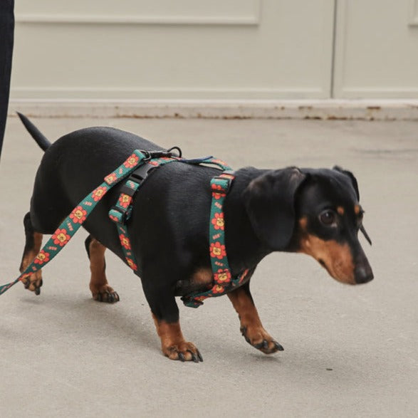 Flower Lion Harness - Green