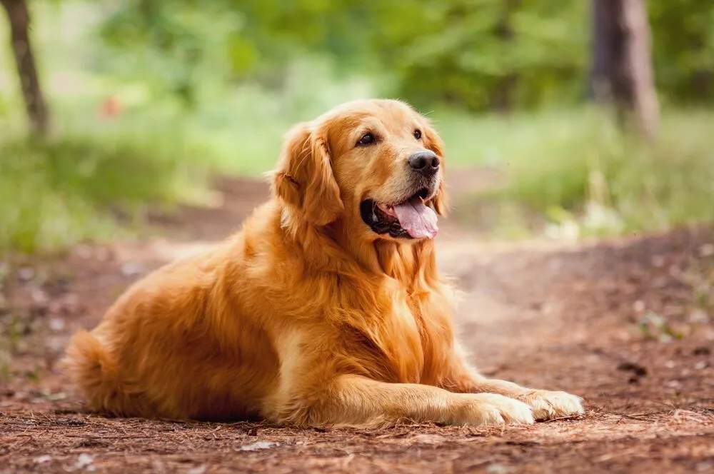GranataPet Dog Food