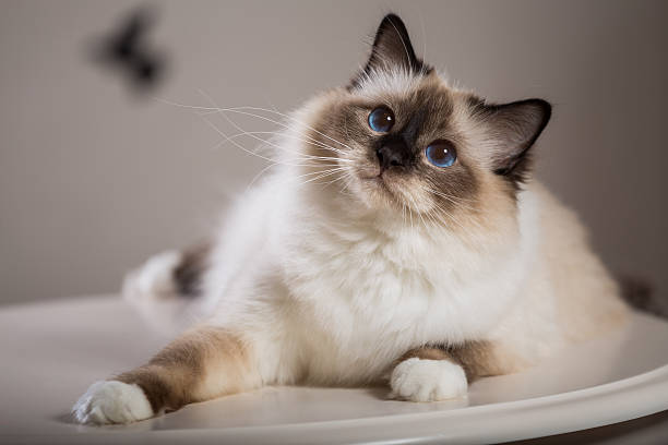 GranataPet Wet Cat Food