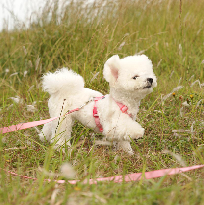 My Fluffy Fit Leash - 4 Colors