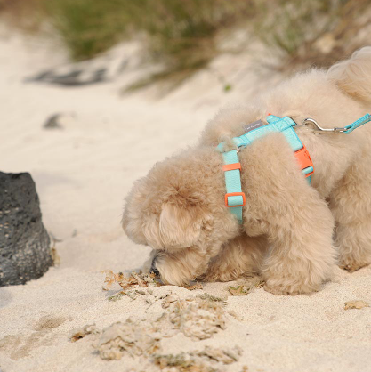 My Fluffy Fit Leash - 4 Colors