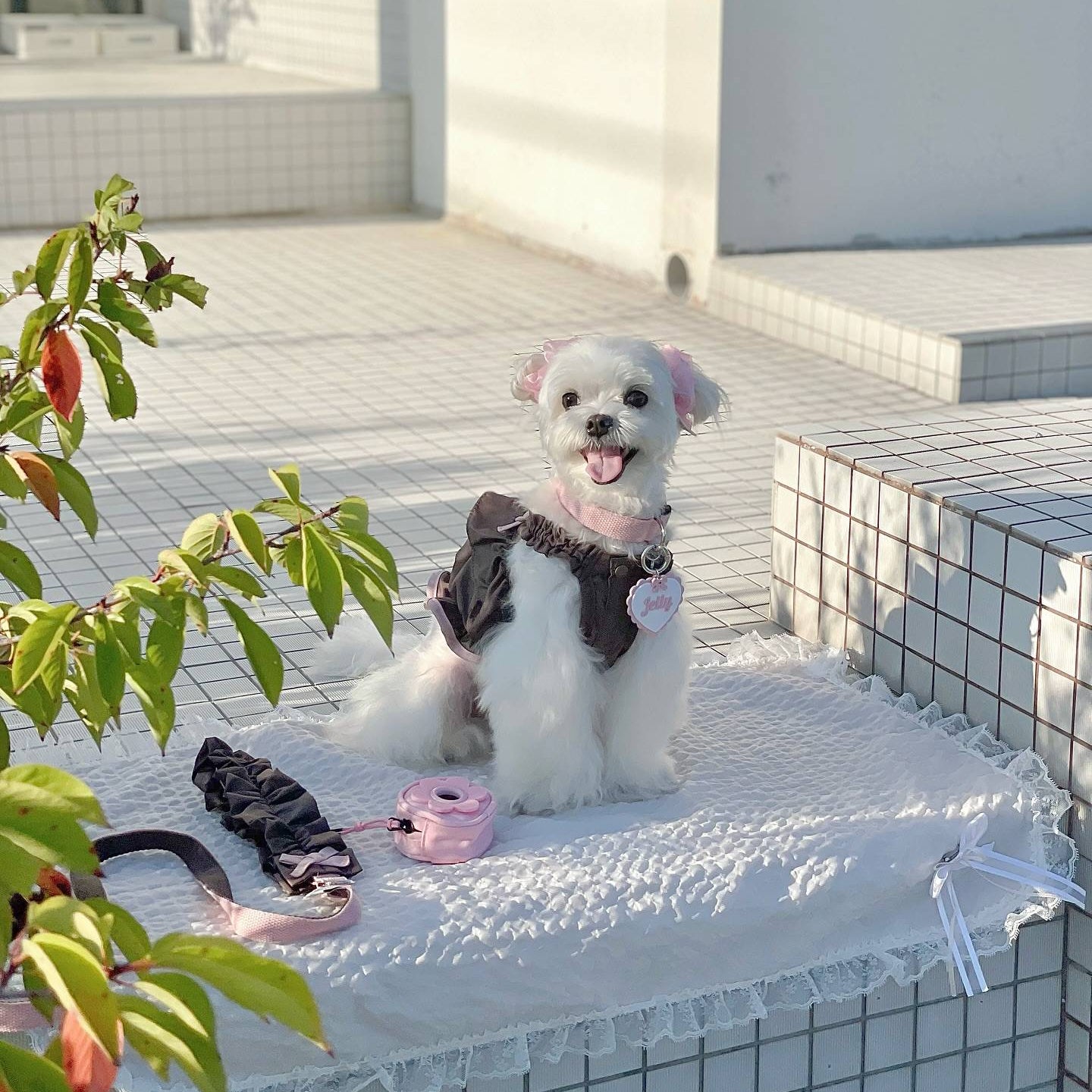 Mauve Cocoa Leash