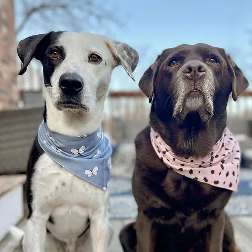 Buzz  Bandana
