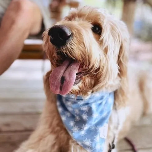 Sunday Bandana