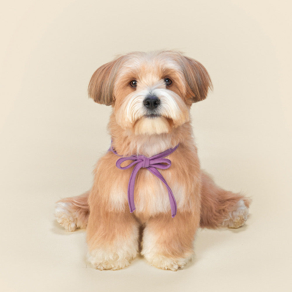 Sanrio Pet Bib - 3 Colors