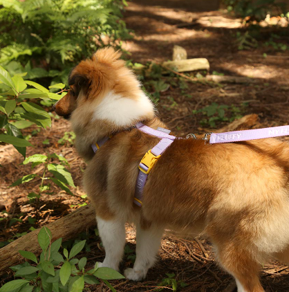 My Fluffy Fit Band Harness - 4 Colors