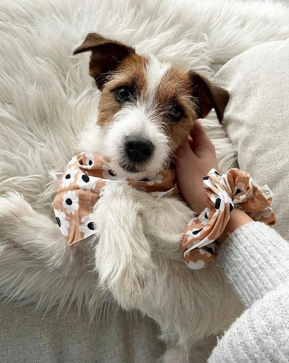 Sierra Daisies Bandana