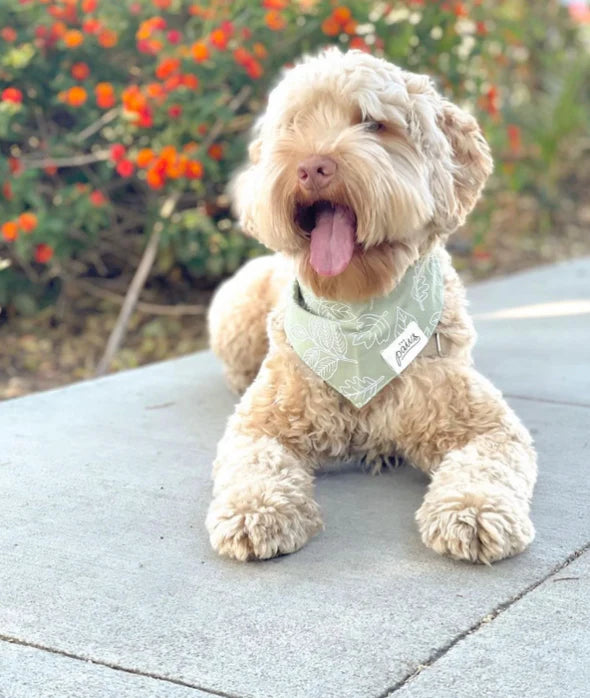 Run Free Bandana