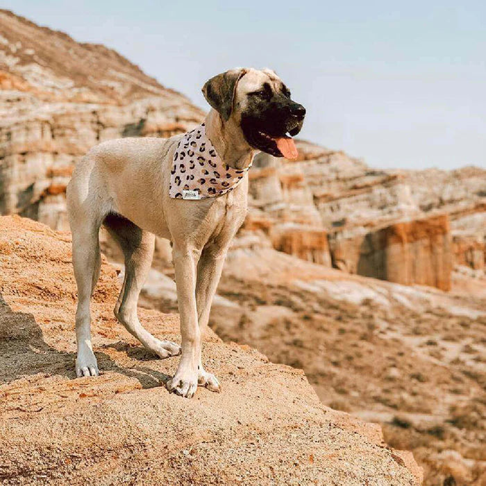 Penny Bandana