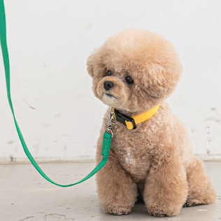 Candy Crayon Leash - 6 Colors