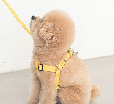 Candy Crayon Harness - 6 Colors