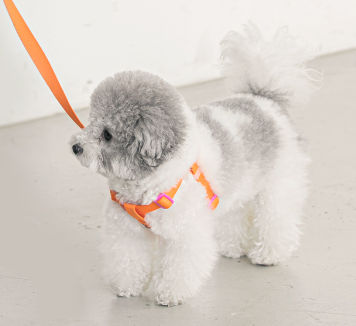 Candy Crayon Harness - 6 Colors