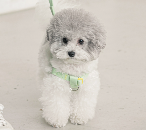 Candy Crayon Harness - 6 Colors