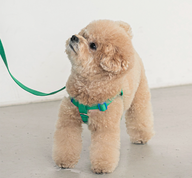 Candy Crayon Harness - 6 Colors