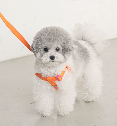 Candy Crayon Harness - 6 Colors