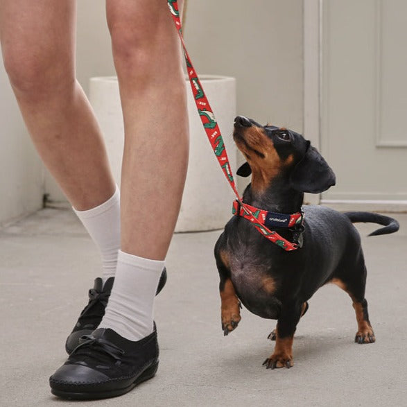 Lazy Crocodile Pet Collar - Tangerine