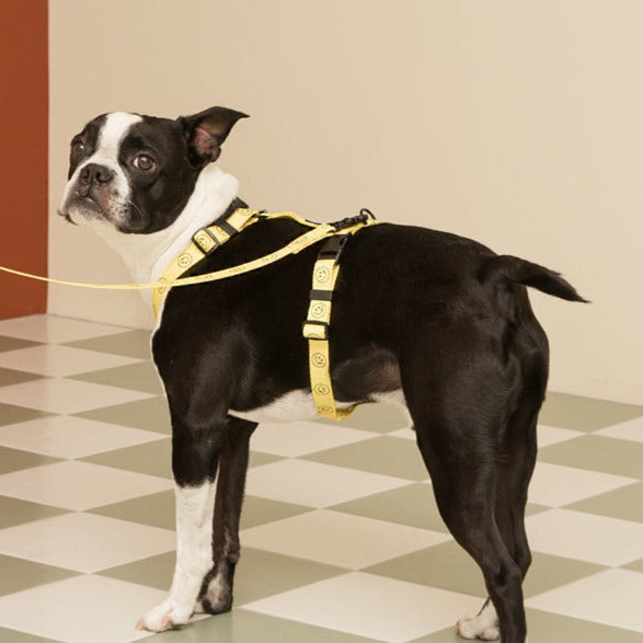 Smile Harness - Yellow